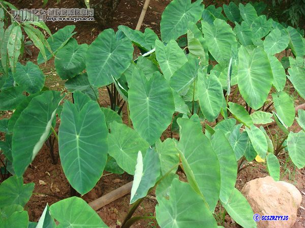 当前位置: >> 四川药用植物数据库中文学名 芋 拉丁学名 colocasia