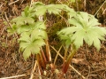 整株

摄影：唐霄铧

时间：2011.05.16

地点：四川红原刷经寺