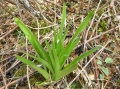 整株

摄影：唐霄铧

时间：2011.05.16

地点：四川红原刷经寺