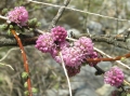 花

摄影：唐霄铧

时间：2011.05.16

地点：四川红原刷经寺